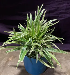ইনডোর প্লান্টস কম্বো অফার