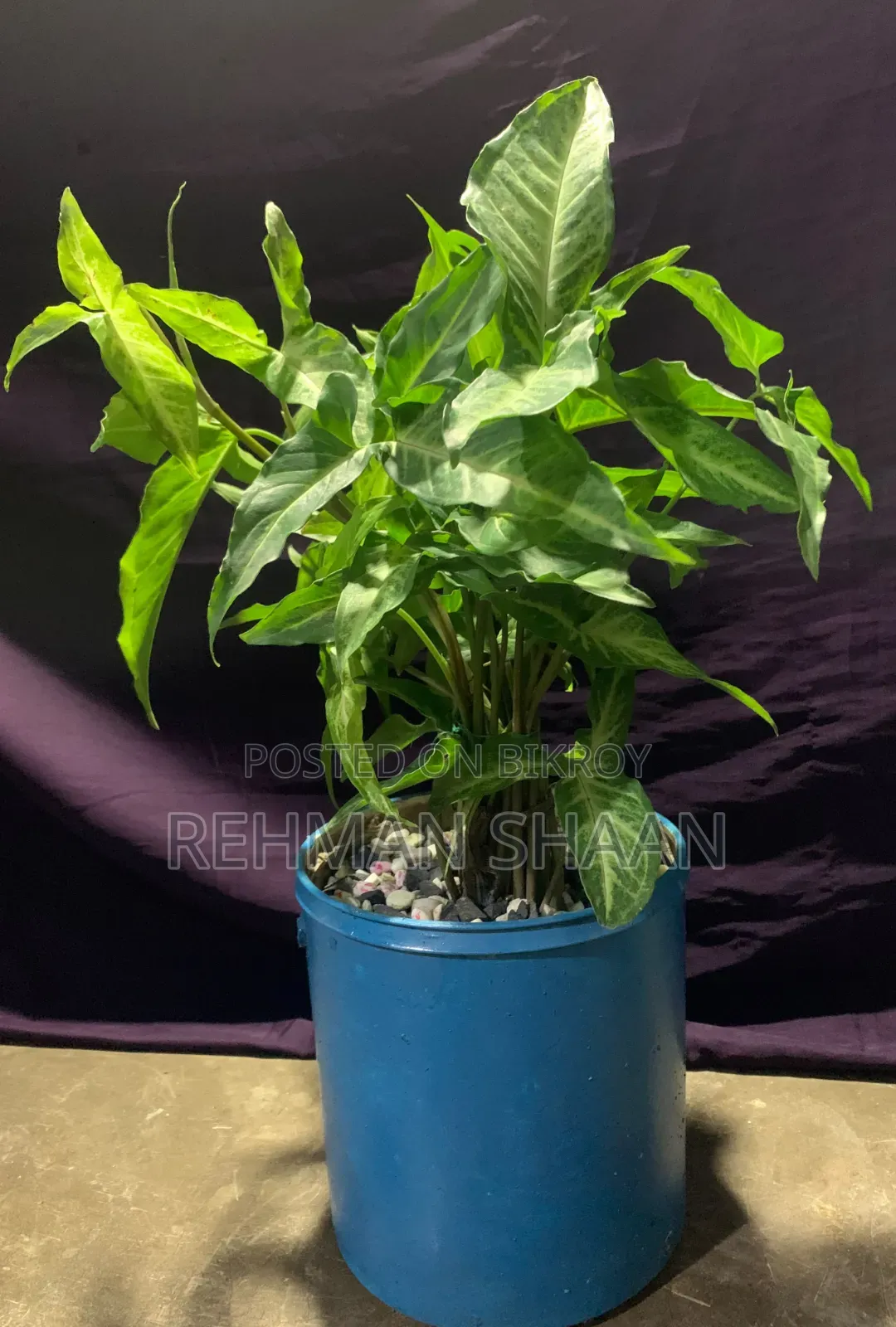 ইনডোর প্লান্টস কম্বো অফার