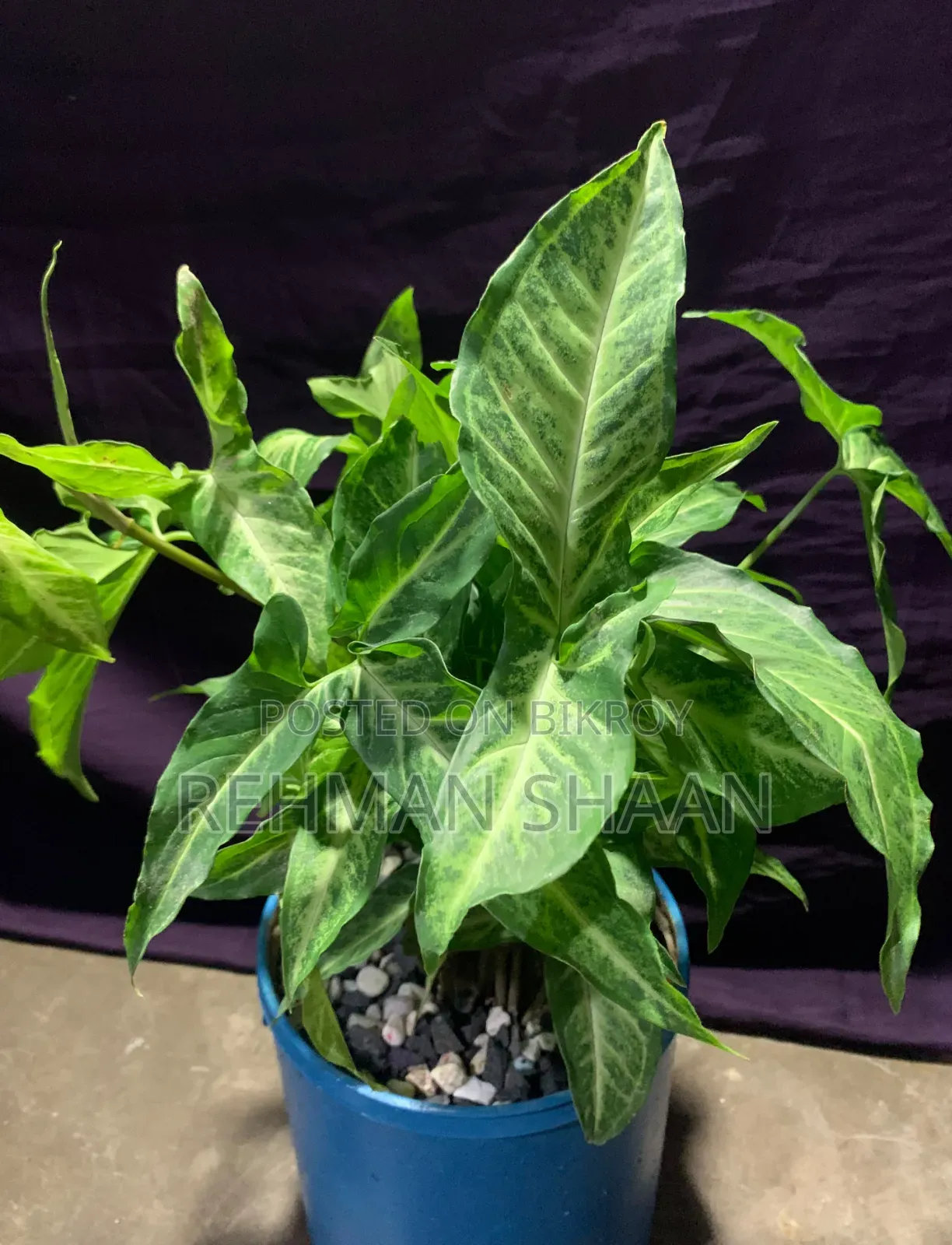 ইনডোর প্লান্টস কম্বো অফার