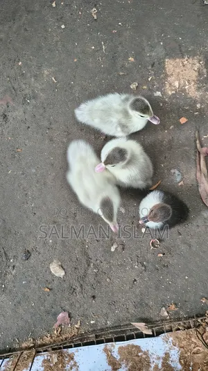 Improved breed white color Chinese ducklings
