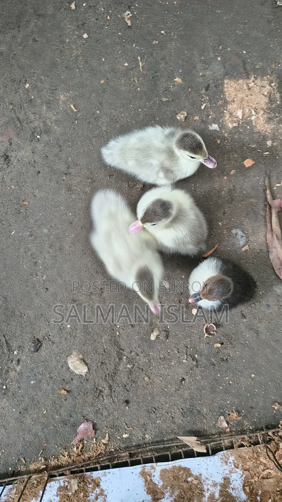 Improved breed white color Chinese ducklings