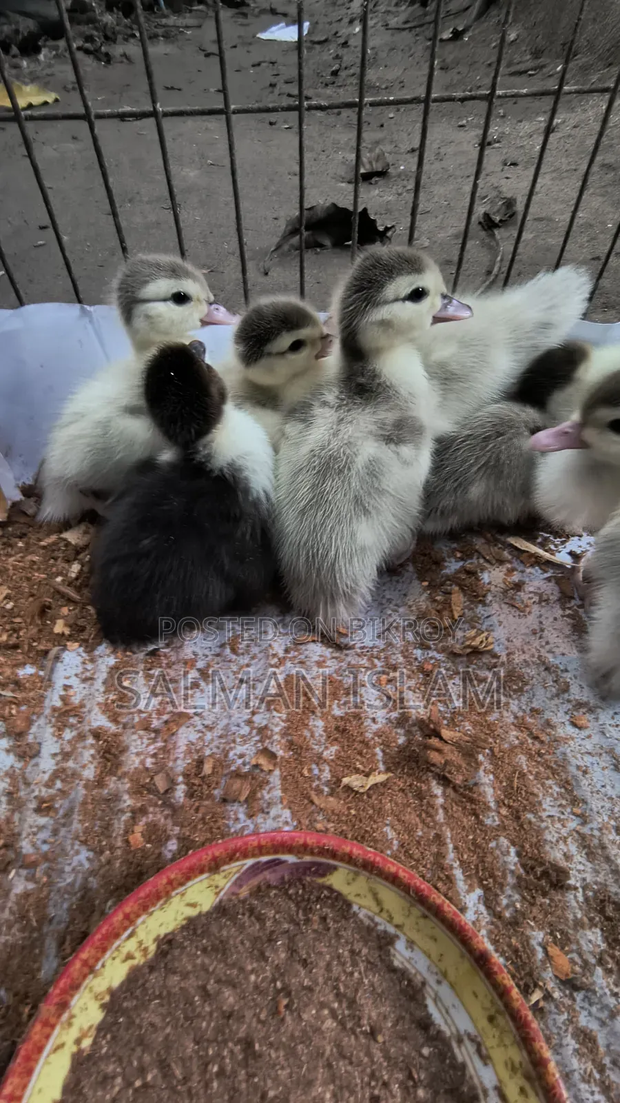 Improved breed white color Chinese ducklings