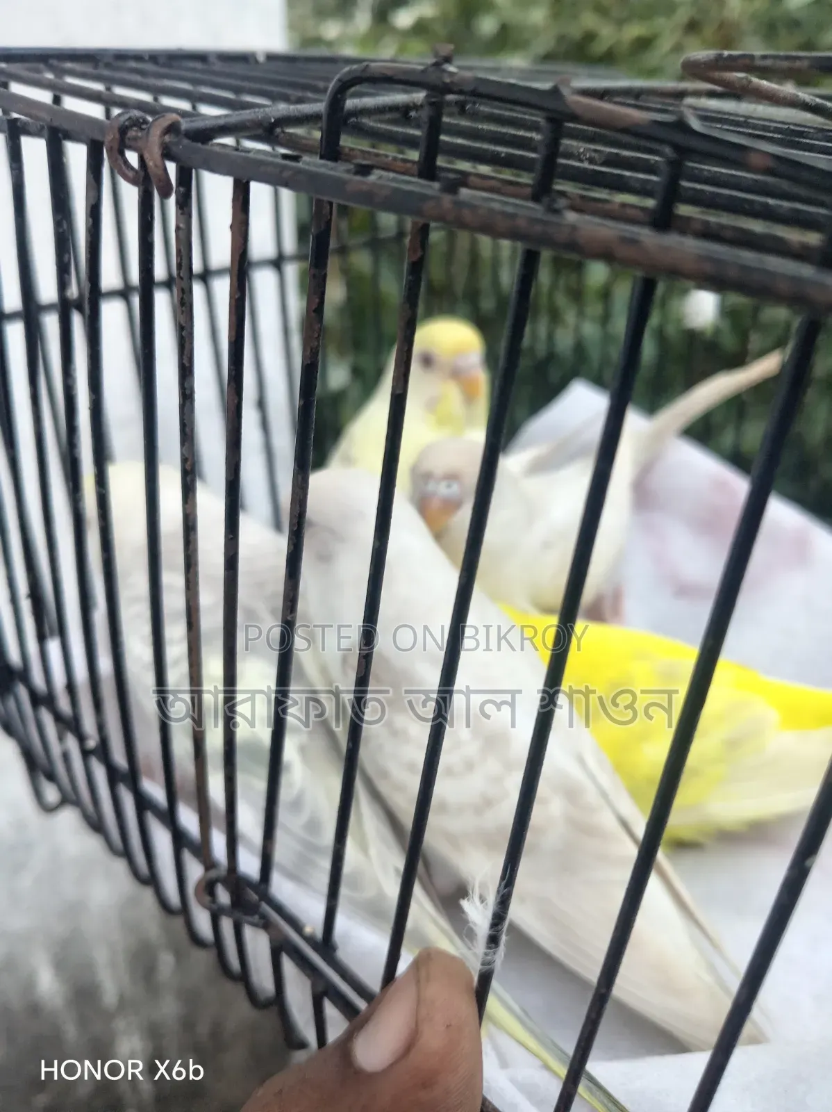 5 Fallow Budgies for Sale