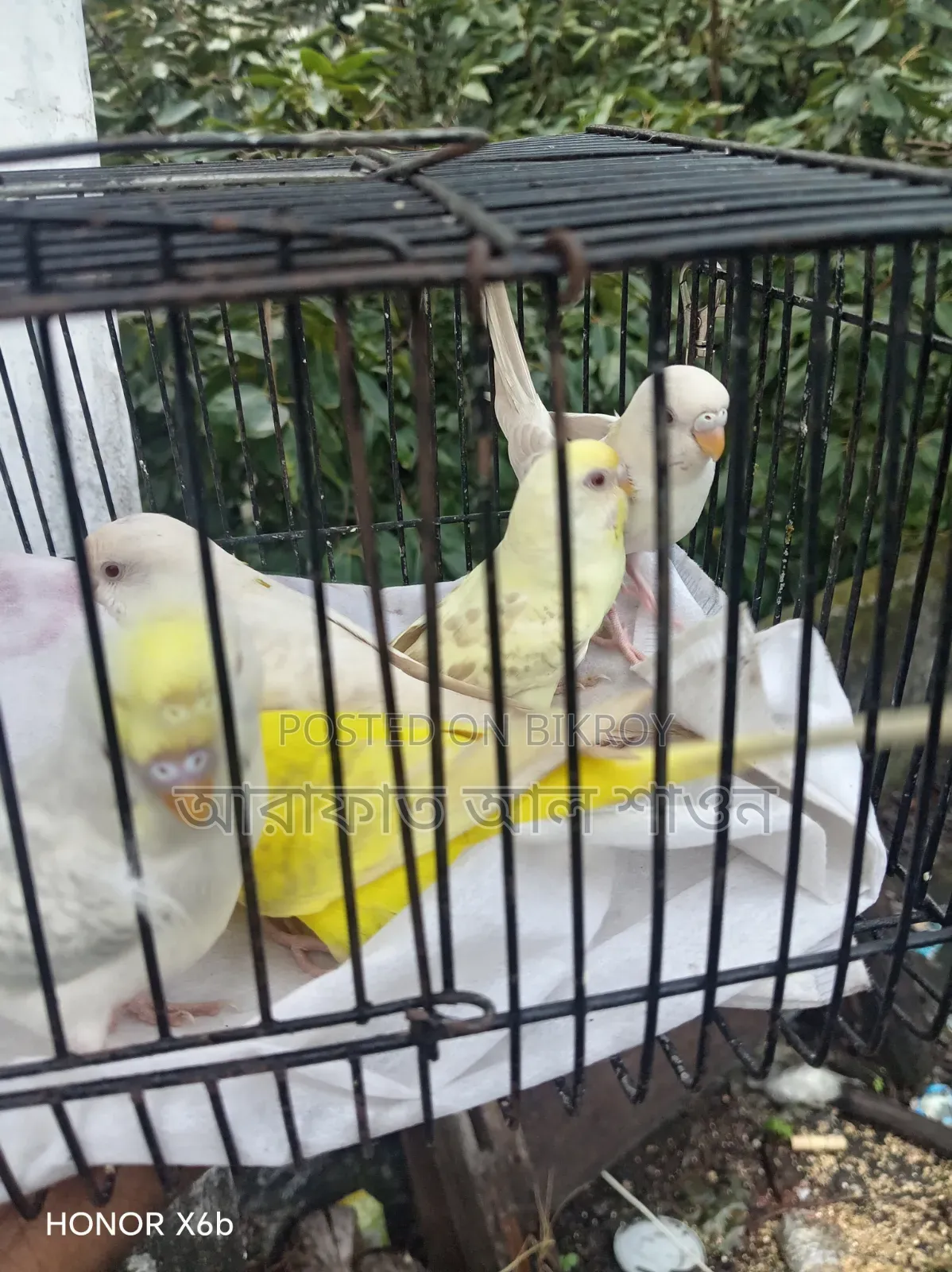 5 Fallow Budgies for Sale