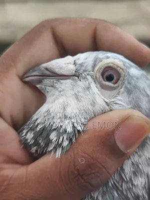 Afsan Bagha Grizel Male Pigeon