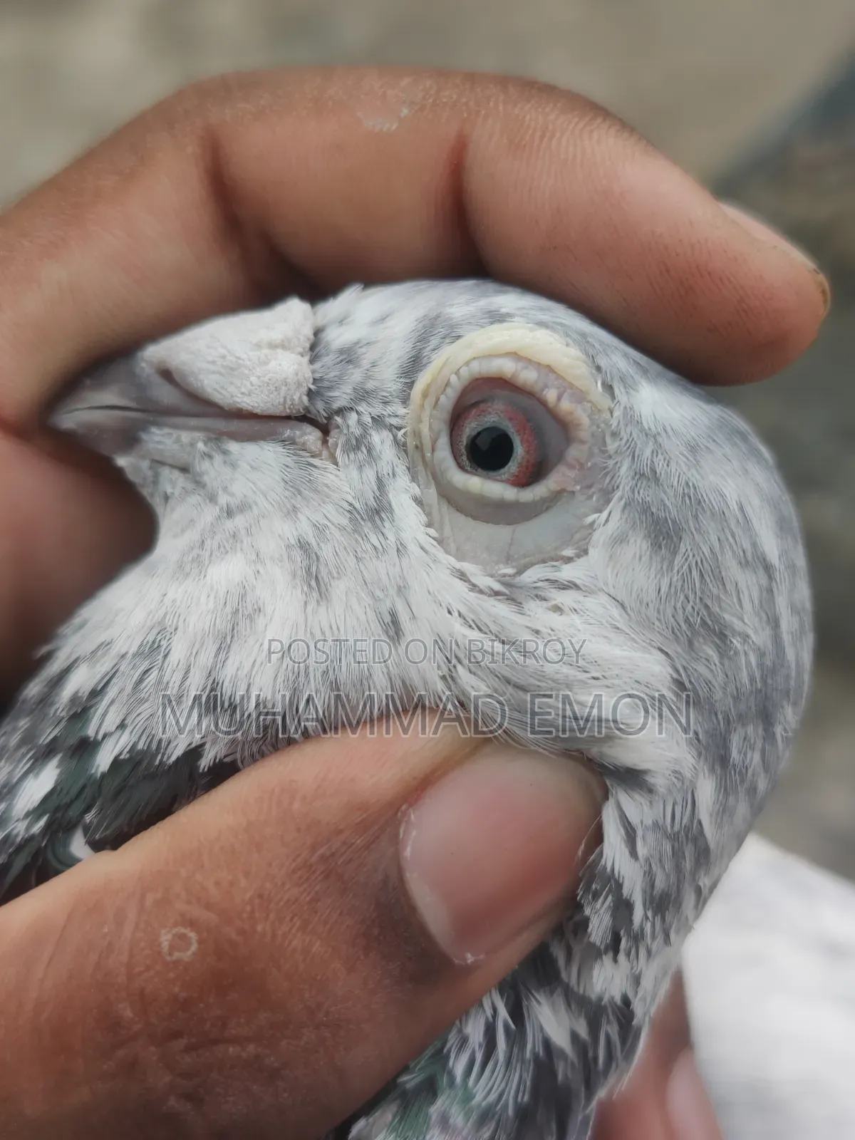 Afsan Bagha Grizel Male Pigeon