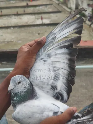 Afsan Bagha Grizel Male Pigeon