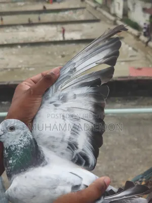 Afsan Bagha Grizel Male Pigeon
