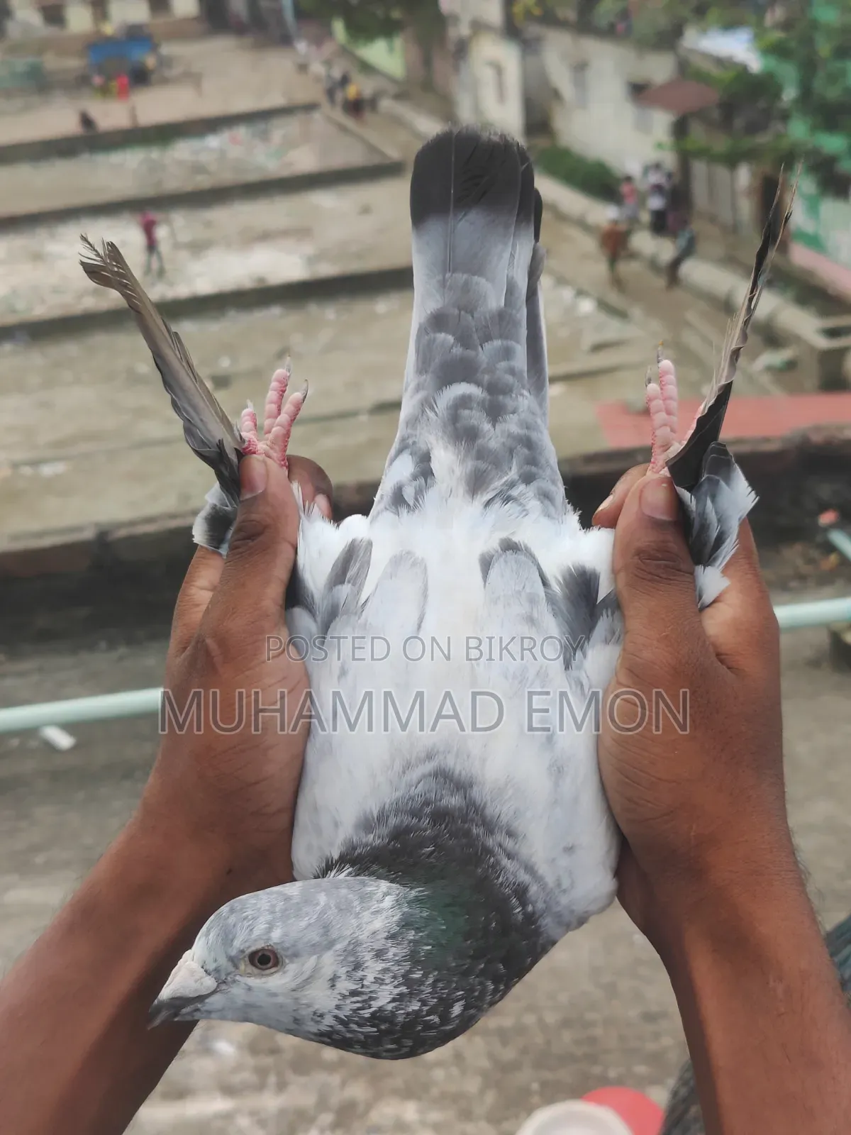 Afsan Bagha Grizel Male Pigeon
