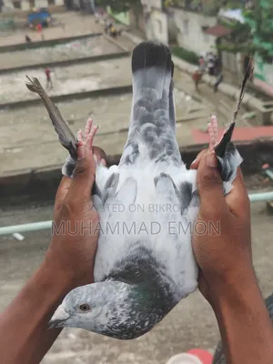 Afsan Bagha Grizel Male Pigeon