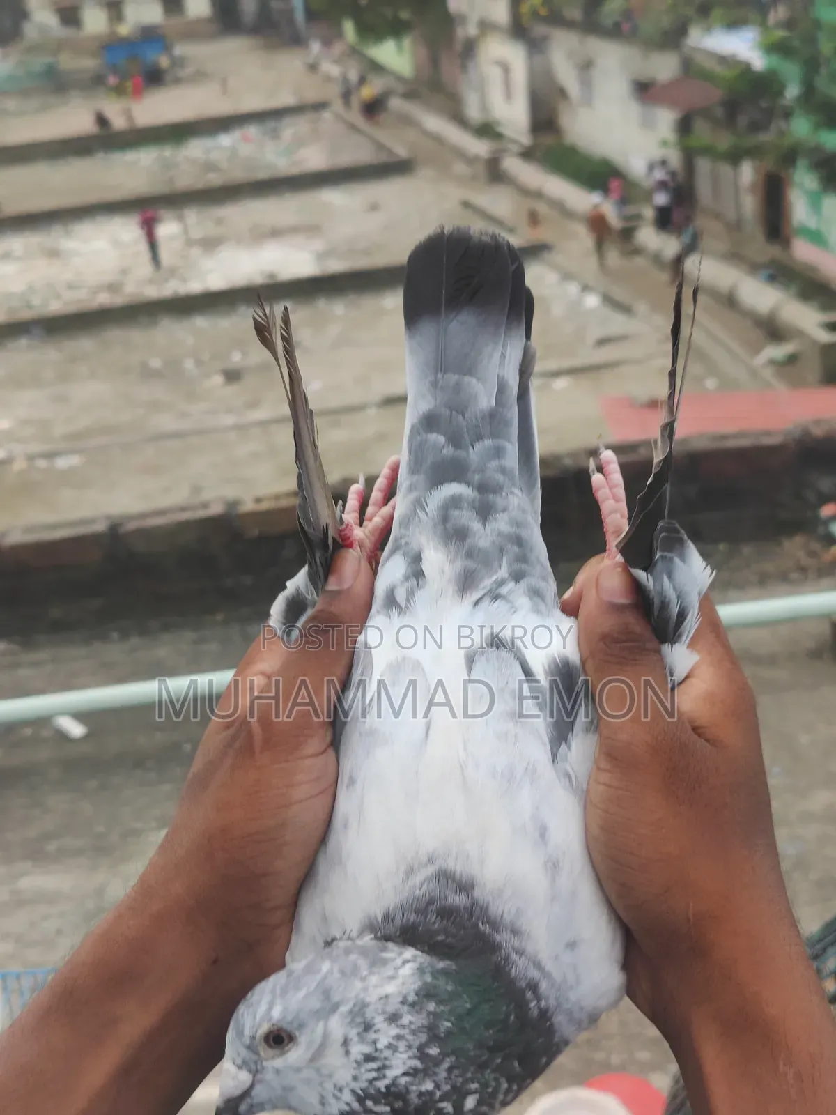 Afsan Bagha Grizel Male Pigeon