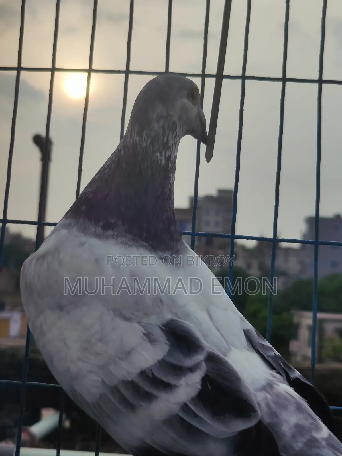 Afsan Bagha Grizel Male Pigeon