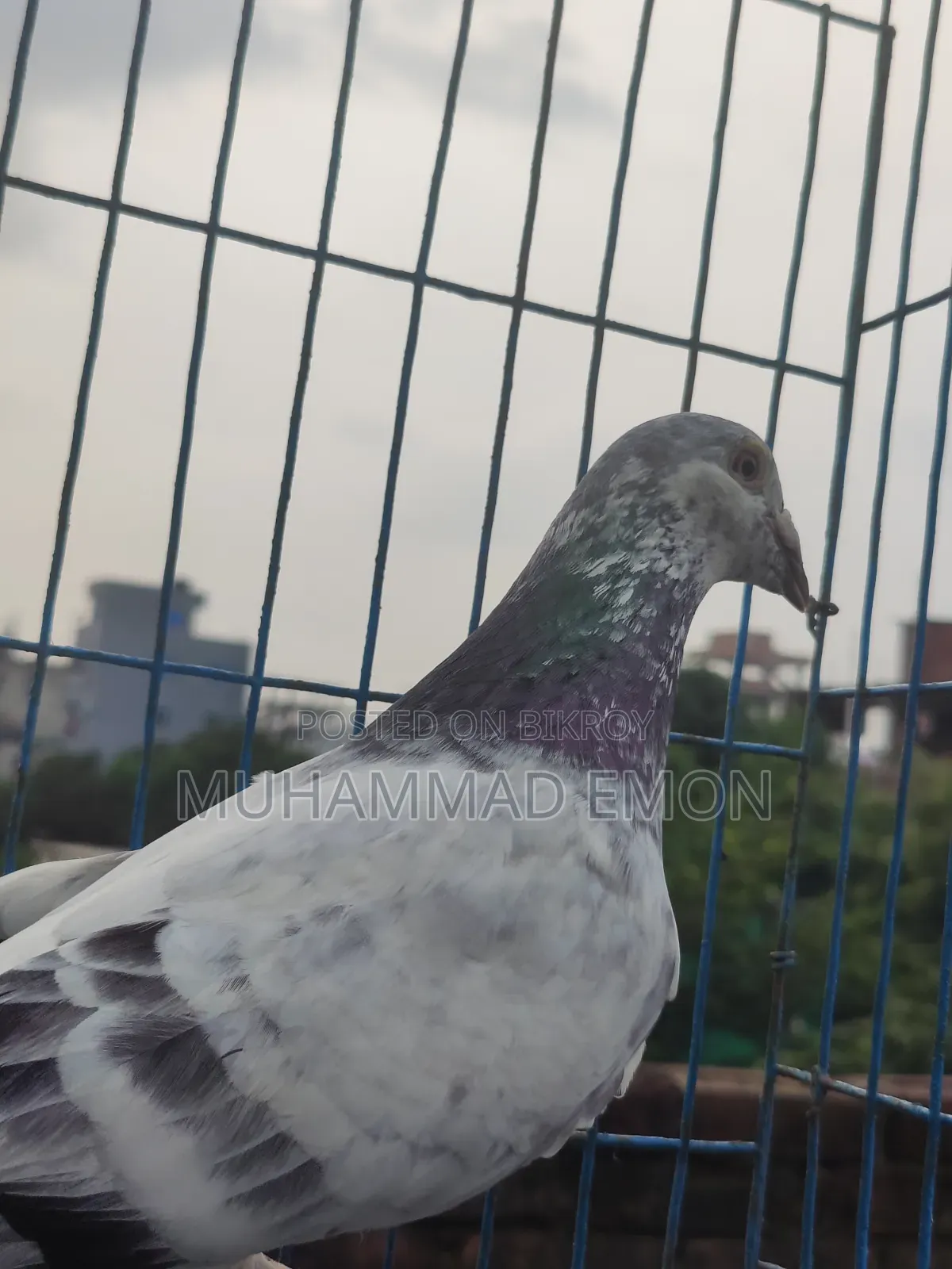 Afsan Bagha Grizel Male Pigeon