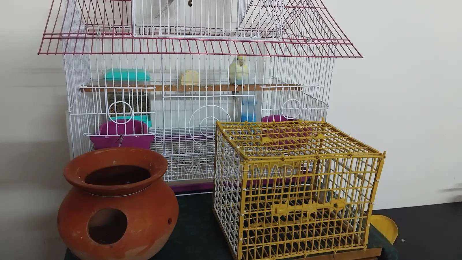 Rainbow Budgie birds cage and other things with full set up