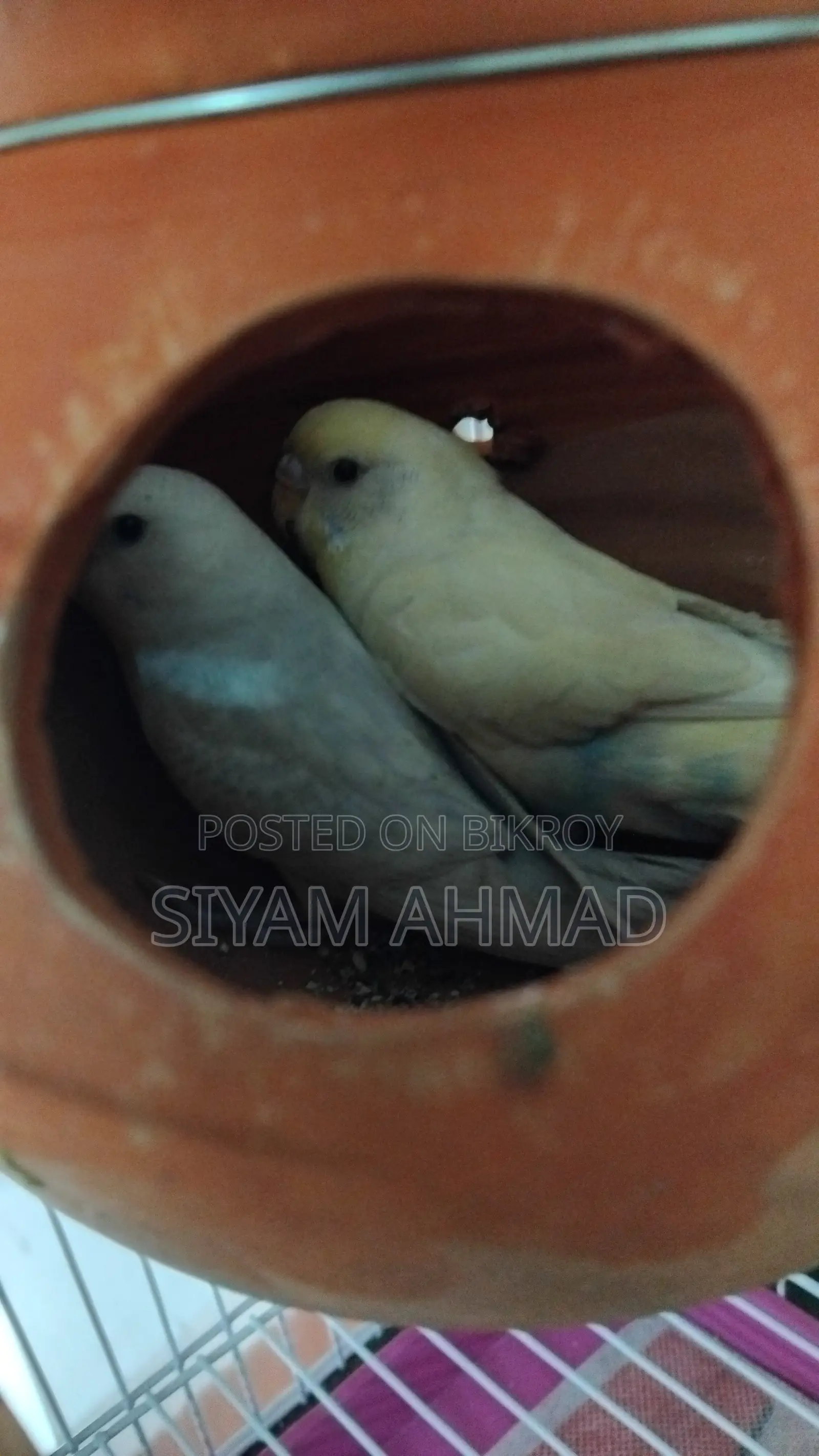 Rainbow Budgie birds cage and other things with full set up