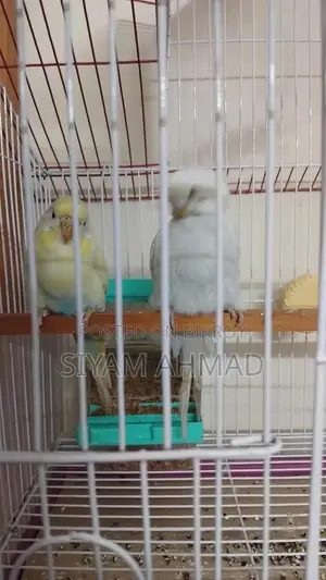 Rainbow Budgie birds cage and other things with full set up