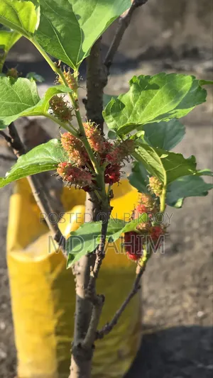 মালবেরি গাছের চারা বিক্রি হবে