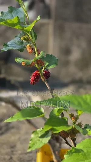 মালবেরি গাছের চারা বিক্রি হবে