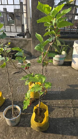 মালবেরি গাছের চারা বিক্রি হবে