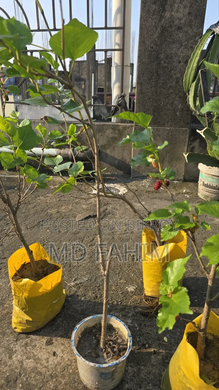 মালবেরি গাছের চারা বিক্রি হবে