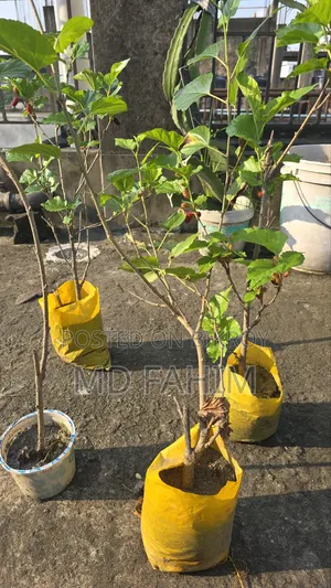 মালবেরি গাছের চারা বিক্রি হবে