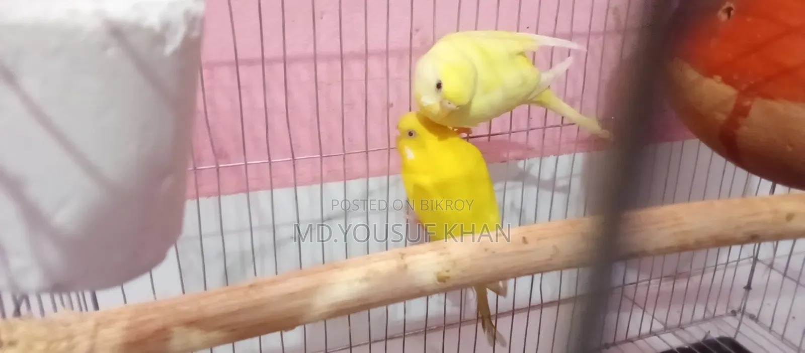 Budgerigar Birds
