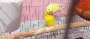 Budgerigar Birds