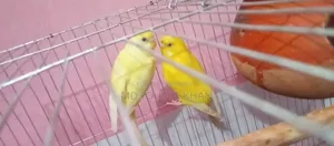 Budgerigar Birds