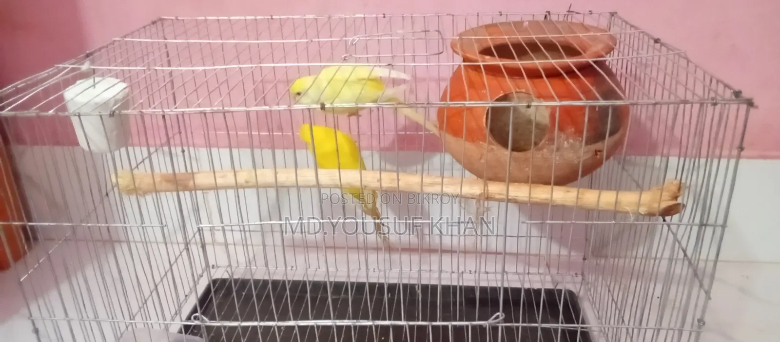 Budgerigar Birds
