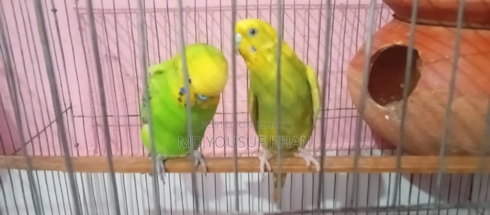 Budgerigar Birds
