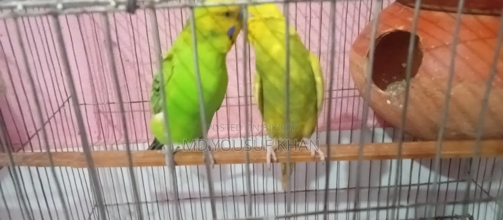 Budgerigar Birds