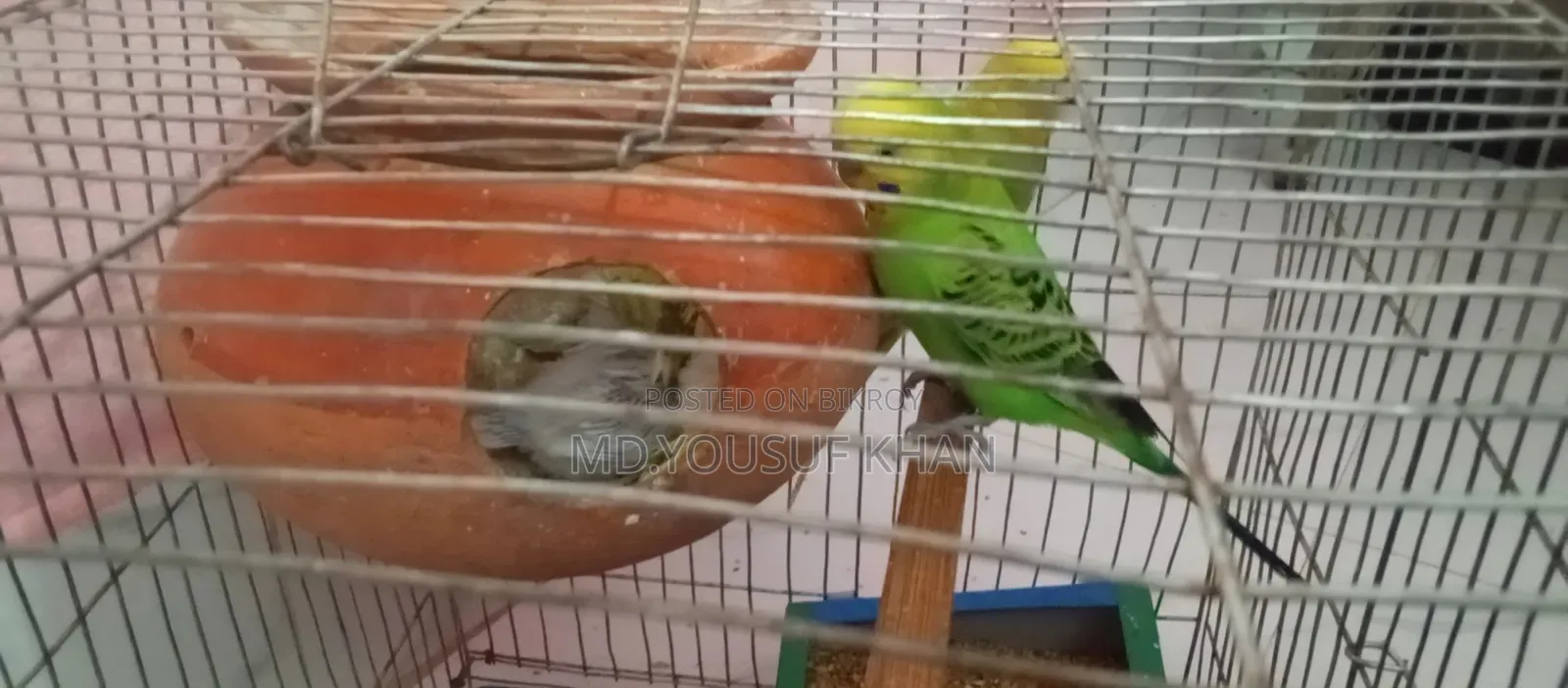 Budgerigar Birds
