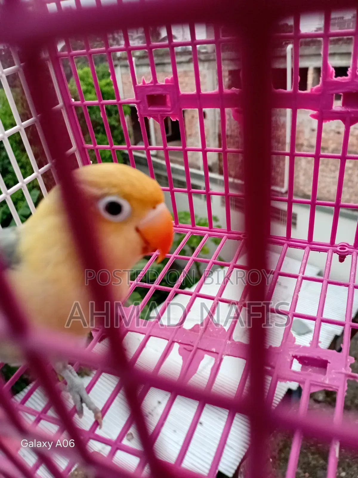 Violet Per Blue Lovebird