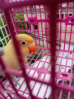 Violet Per Blue Lovebird