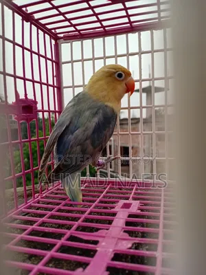 Violet Per Blue Lovebird