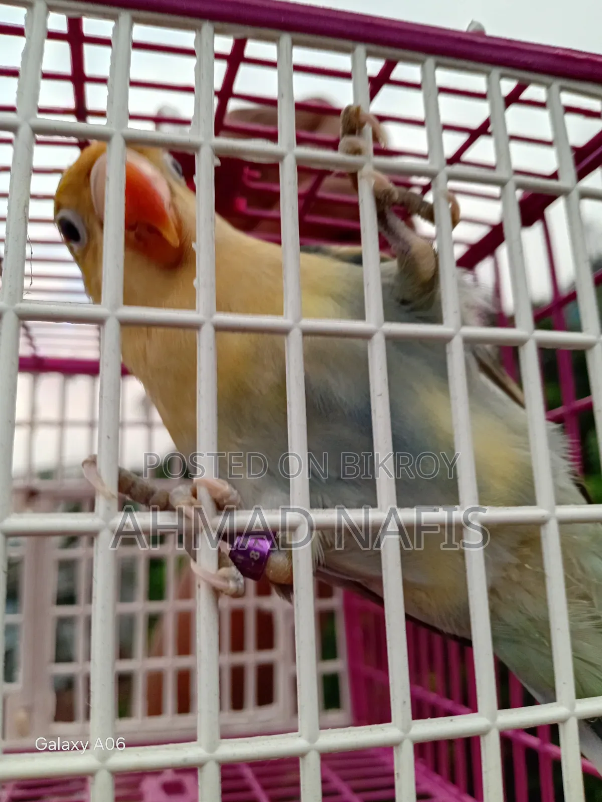 Violet Per Blue Lovebird