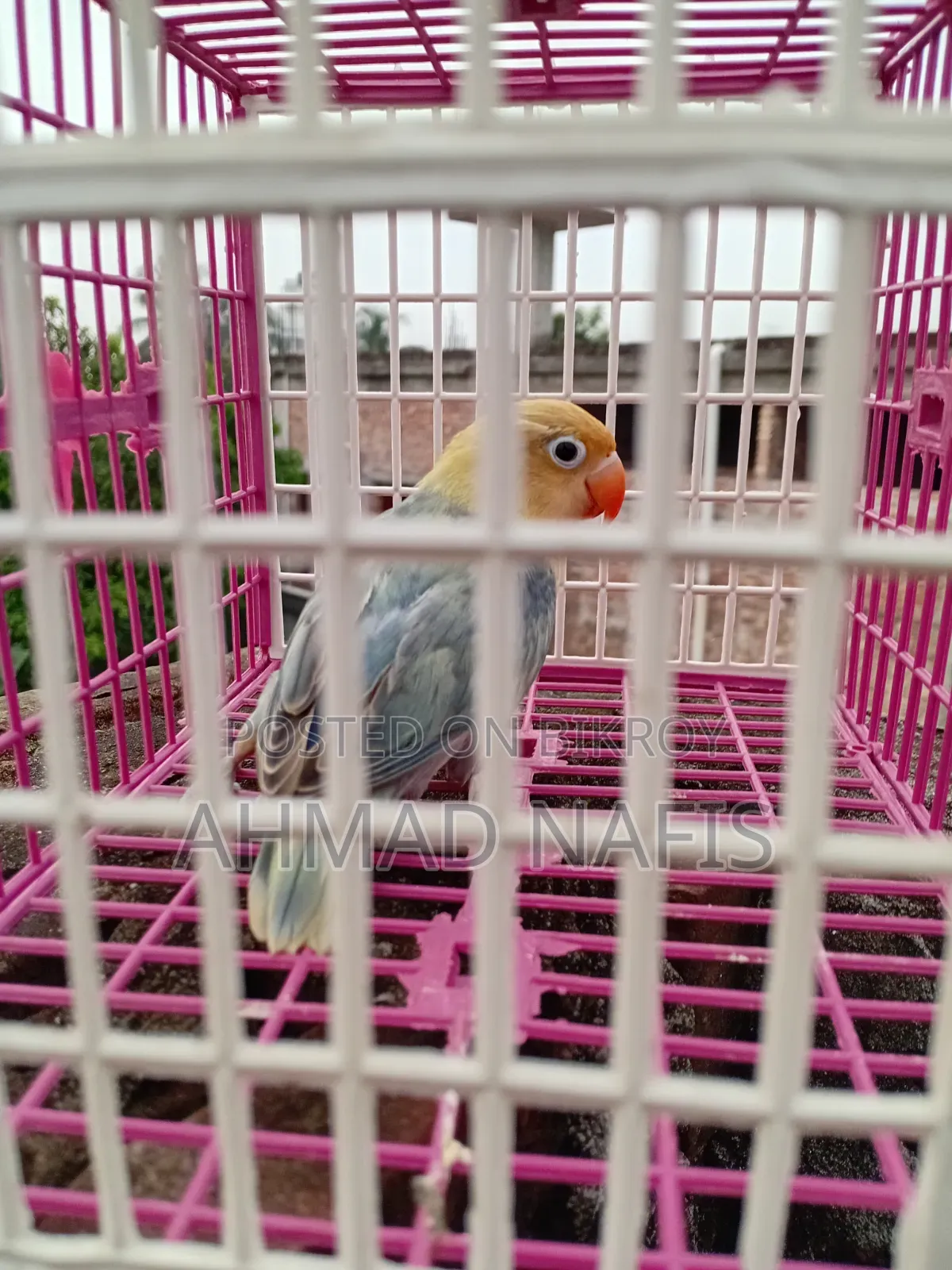 Violet Per Blue Lovebird