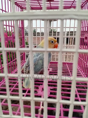 Violet Per Blue Lovebird
