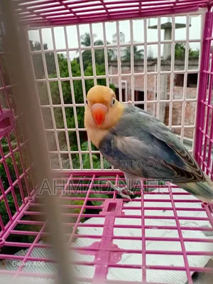 Violet Per Blue Lovebird