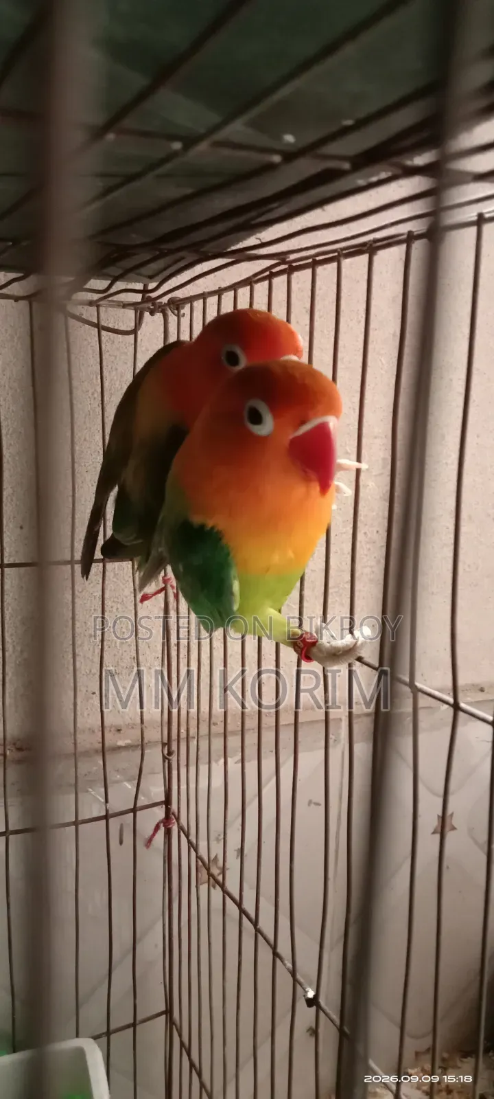 Love Bird.