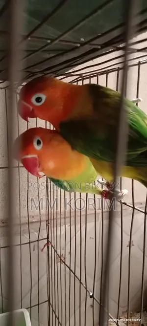 Love Bird.