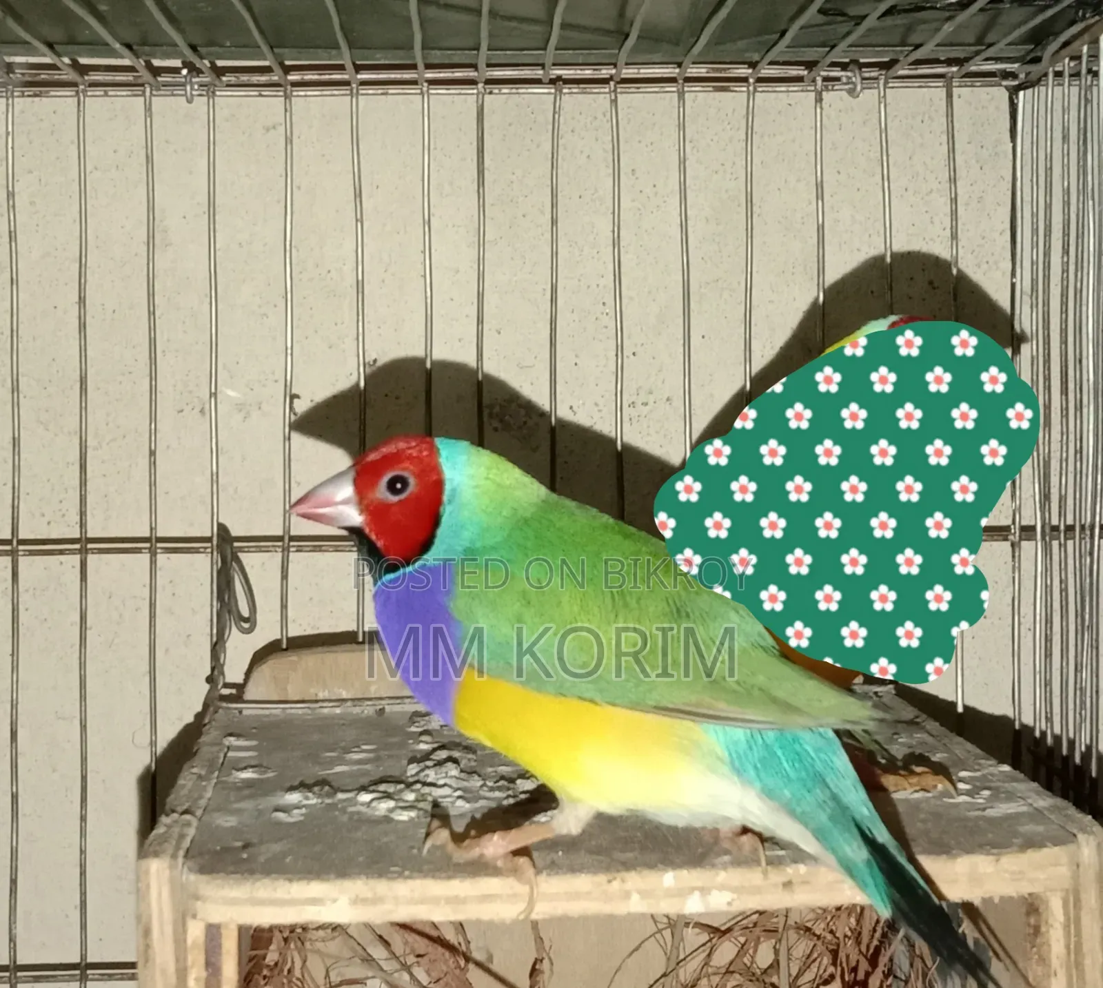 Love Bird.