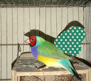 Love Bird.