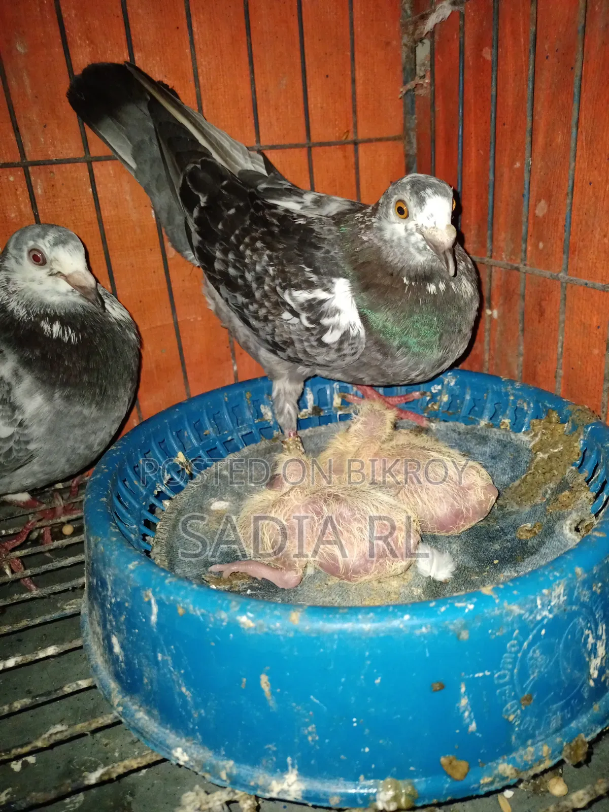 Running Racer Pigeon
