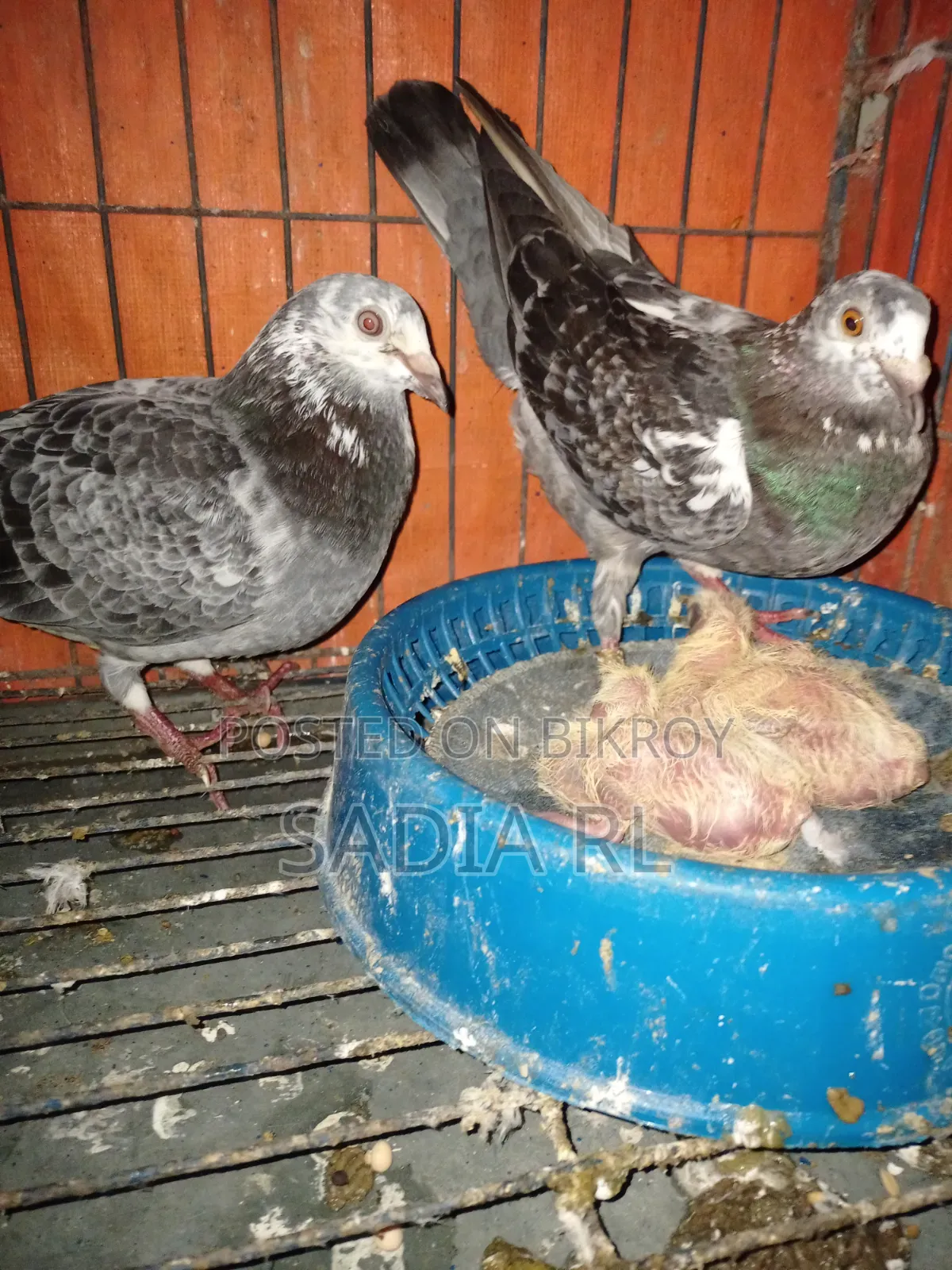 Running Racer Pigeon