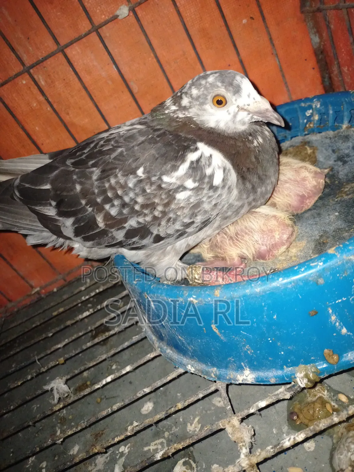 Running Racer Pigeon