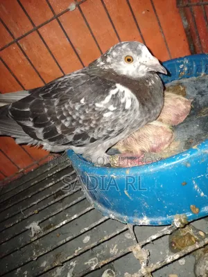Running Racer Pigeon