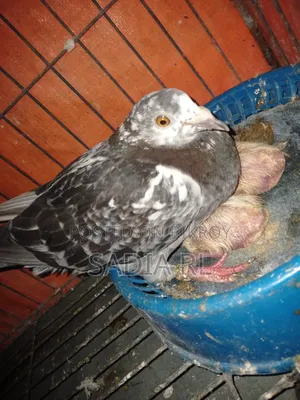 Running Racer Pigeon