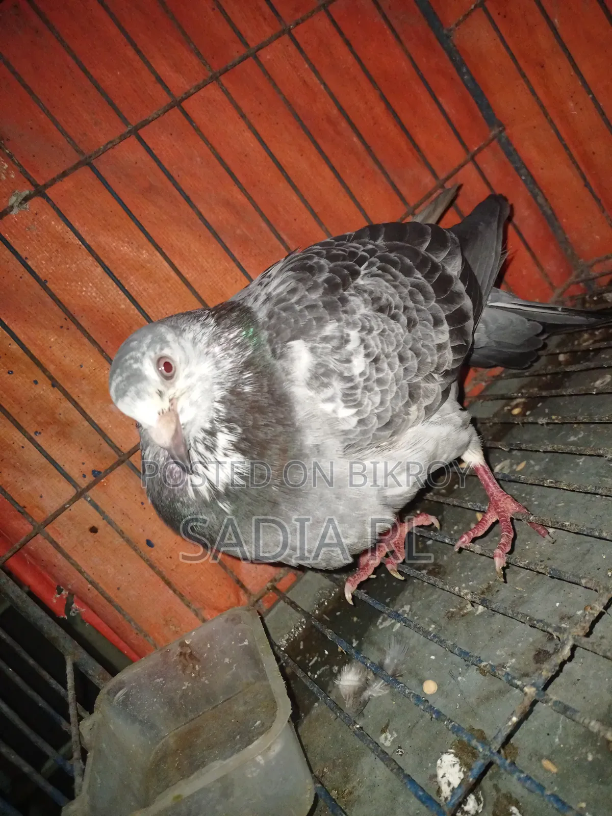 Running Racer Pigeon