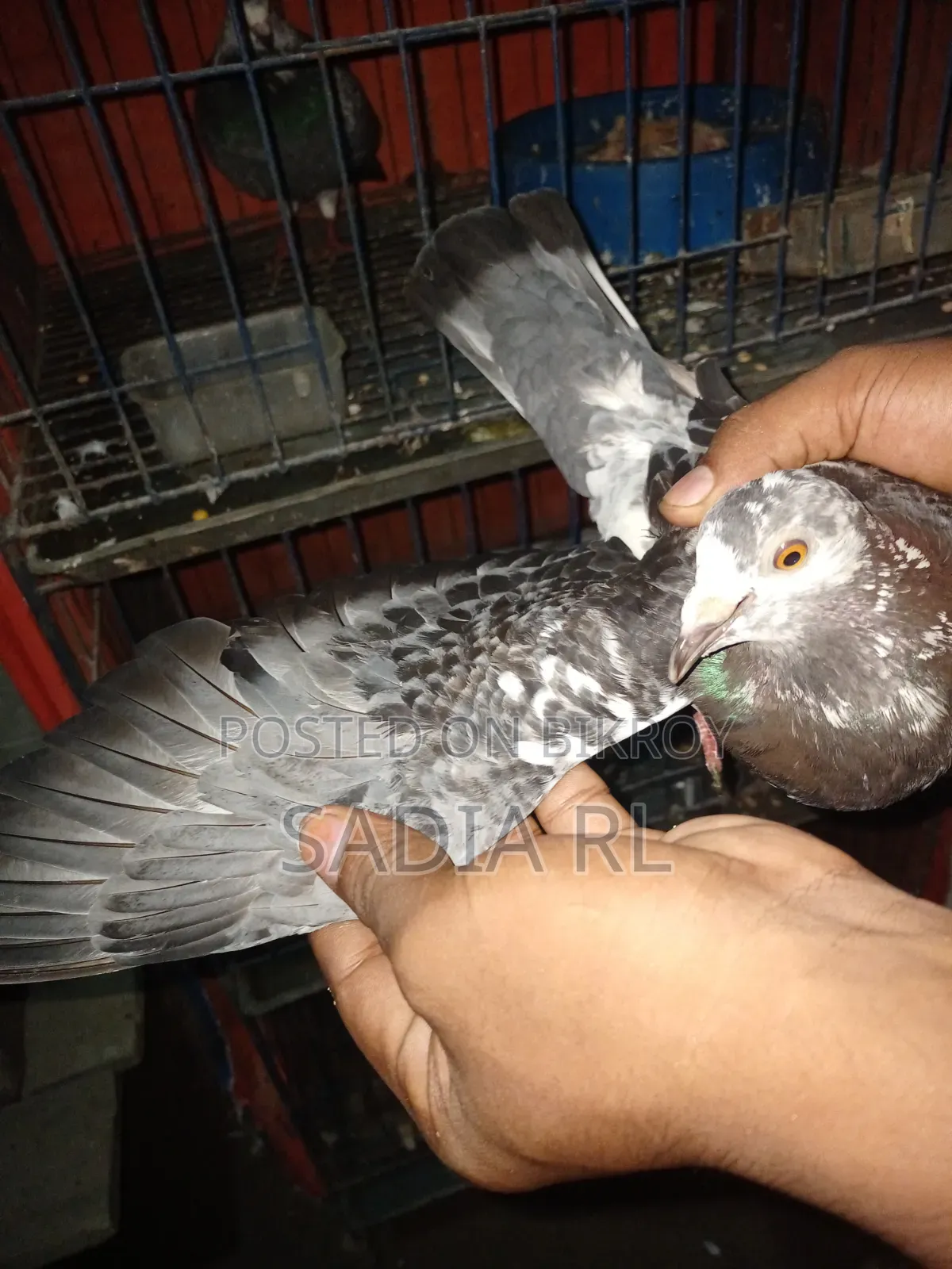Running Racer Pigeon
